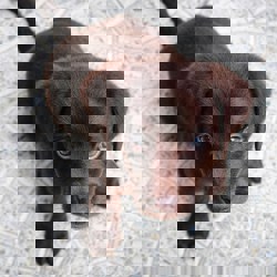 hond quote profiel foto