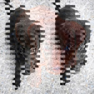 hond quote profiel foto